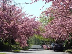Cherry blossoms in Olympia, WA